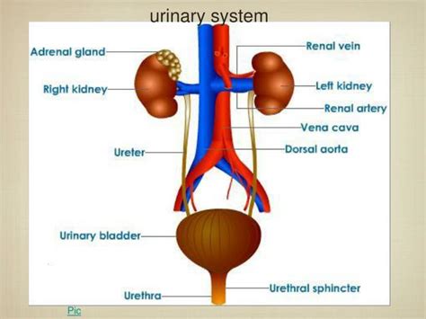 Ppt Urinary System Powerpoint Presentation Id5976313