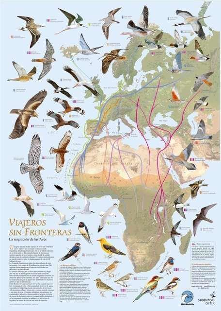 Birds Without Borders: The Great Avian Migration Between Europe And Africa