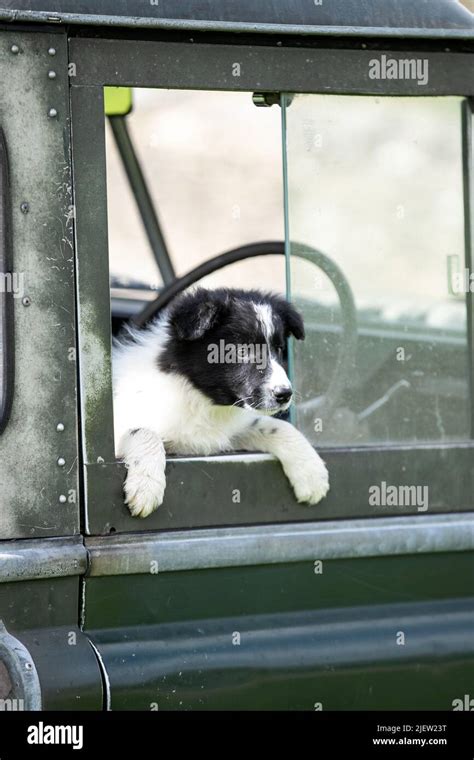 Working Sheepdog and Puppies Stock Photo - Alamy