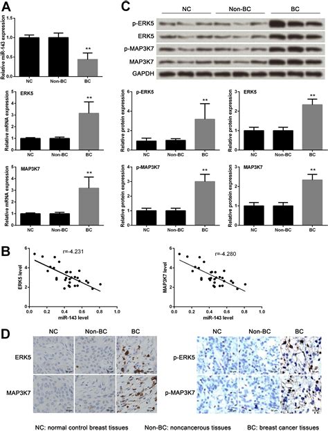 Scielo Brasil Microrna Inhibits Cell Growth By Targeting Erk