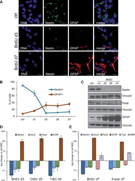 Nsc Treated With Brdu Rapidly Lose The Expression Of Stem Cell Markers