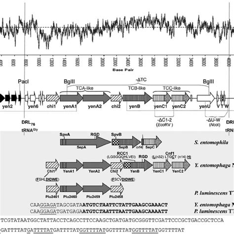 A G ϩ C Content Of Pai Ye96 And The Associated Genomic Region Window Download Scientific