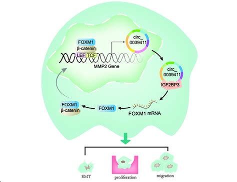 Graphical Description Of The FOXM1 Circ 0039411 IGF2BP3 FOXM1 Loop In