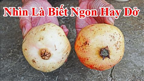 Cách phân biệt trái lưu ruột trắng và trái lựu ruột đỏ bạn nên biết