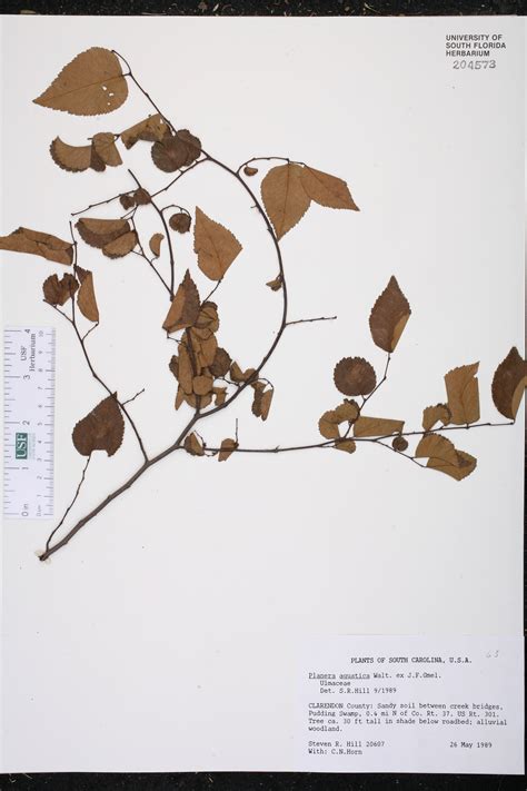 Planera Aquatica Species Page Isb Atlas Of Florida Plants