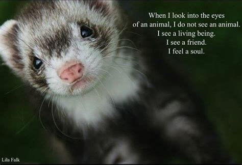 Funny Ferret Quotes - ShortQuotes.cc