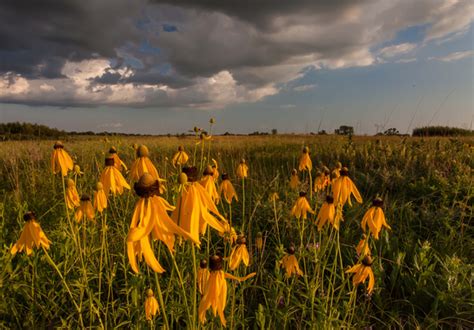 Post 5 Shortgrass Prairie Saint Paul Minnesota