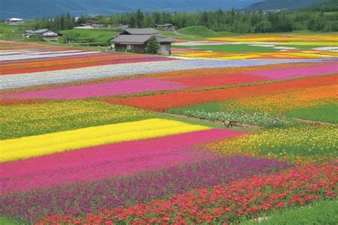 Flower fields in Furano by Black Singh - Playground