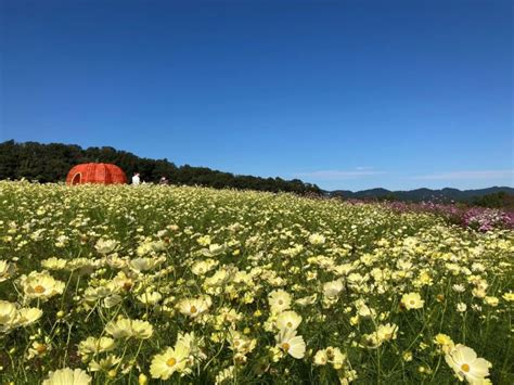 Echigo Hillside Park Cosmos Festival 2024 Events In Niigata Japan