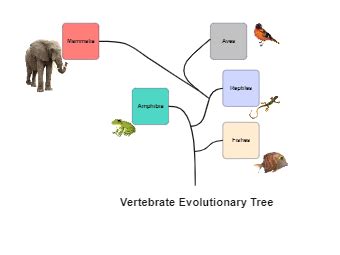 Taxonomy Chart Collection Templates Edrawmax Free Editable