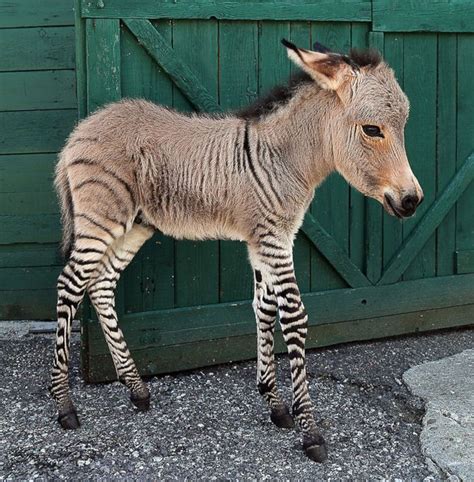 Dit Kan Er Gebeuren Als Je Een Zebra En Een Ezel In Dezelfde Wei Zet Buitenland Ad Nl