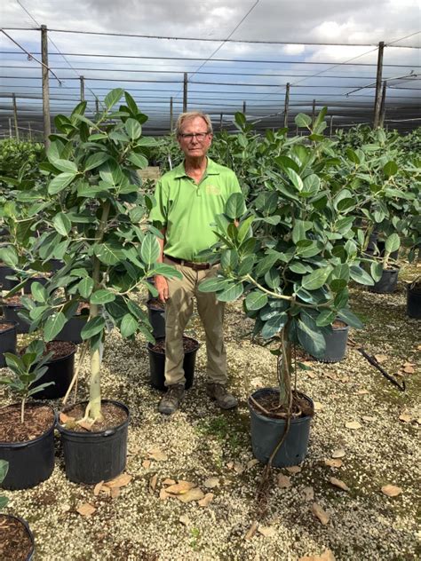 14 Ficus Audrey Std 6 NET Tri State Foliage In House Availability