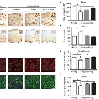 Systemic Delivery Of LV SD5 ApoB Reduces Neuronal And Astroglial