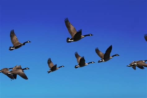 Стая Перелетных Птиц Картинки Для Детей – Telegraph