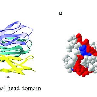 | Trimeric structure of human resistin. (A) Ribbon model of resistin... | Download Scientific ...