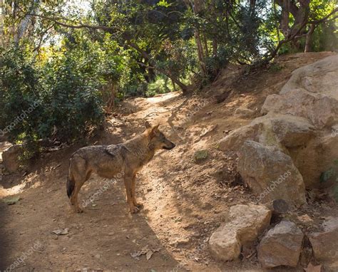 Wolf in natural habitat Stock Photo by ©nejron 15657909