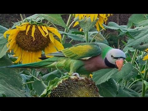 Funny Talking Parrots Eat Sunflower With Parrot Vlog Parrot Point