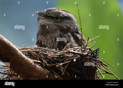 great close    tawny frogmouth bird   nest stock photo alamy