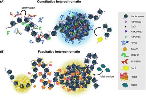 5 Phase Separationemediated Heterochromatin Formation A HP1a Binds