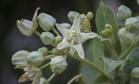 Creeper Plant The Asian Age Online Bangladesh