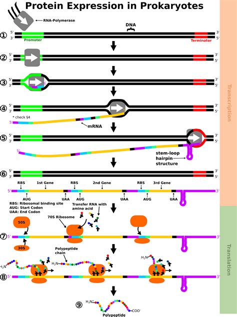 Dna Replication Rna Transciption Translation Pdf