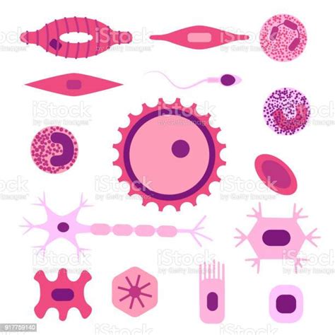 인간 세포 유형 세트 세포에 대한 스톡 벡터 아트 및 기타 이미지 세포 달걀 가지돌기 Istock