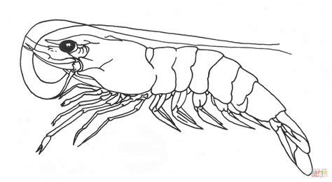 Shrimp Coloring Pages Learny Kids