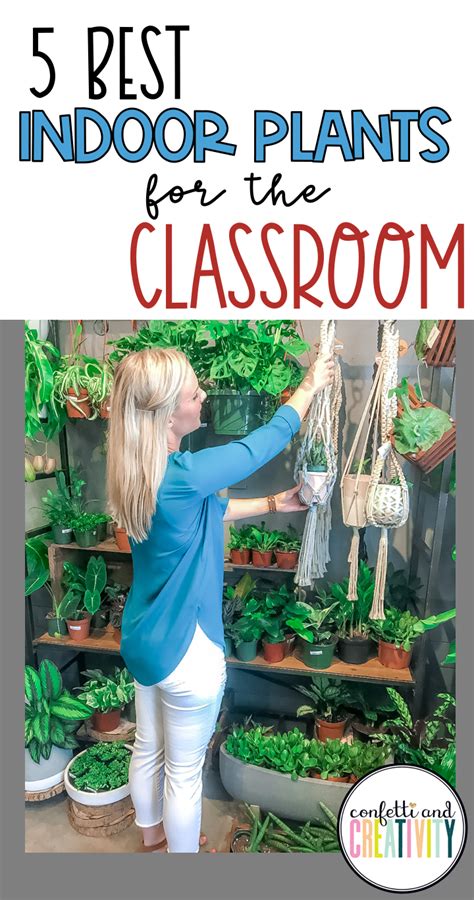 5 Amazing Plants for the Classroom | Confetti & Creativity | Plants ...