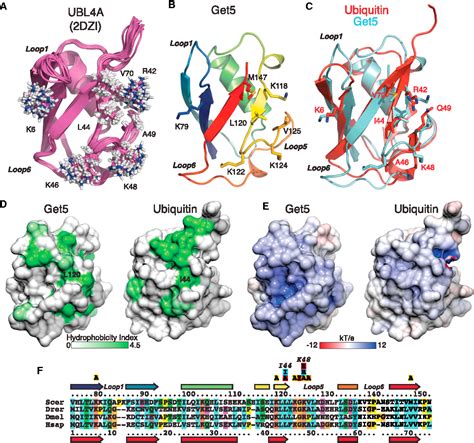 Figure From Structures Of The Sgt Sgta Dimerization Domain With The