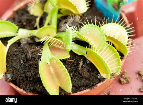 Venus Atrapamoscas Dionaea Muscipula Planta Carn Vora En Un Pat