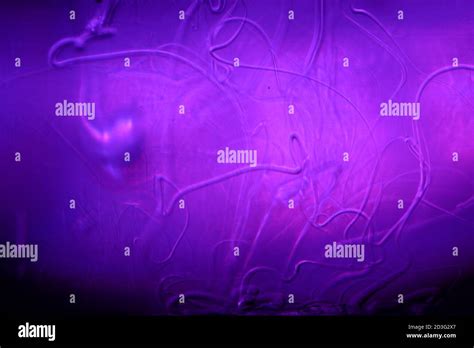 Parasites microscope hi-res stock photography and images - Alamy