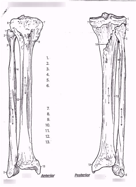 Q1W8 Right Tibia And Fibula Diagram Quizlet