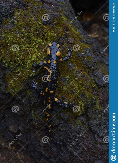 Barred Fire Salamander in Natural Habitat Stock Image - Image of fire ...