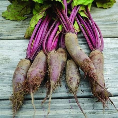 Tips For Growing The Sweetest Beets Gardeners Path