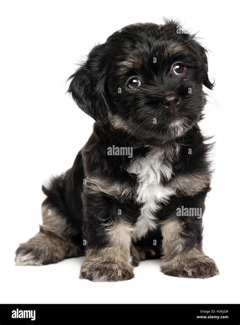 Havanese dog breed hi-res stock photography and images - Alamy