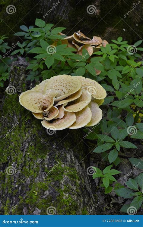 Squamosus Di Polyporus Del Fungo Crescente Su Un Albero Polyporus