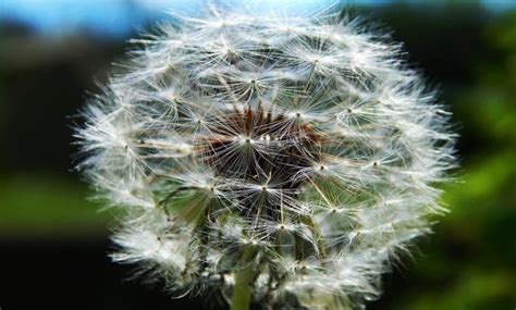 Dandelion Care Planting Characteristics Irrigation And Substrate