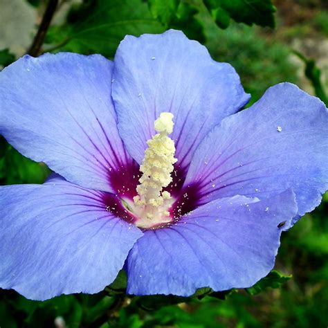 YEGAOL Garden Semillas de rosa púrpura de Sharon Hibiscus Syriacus