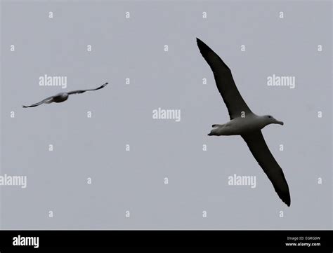 size comparison of Northern royal albatross flying with Red billed gull ...