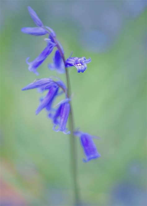 Bluebells Poster Picture Metal Print Paint By Svetlana Sewell