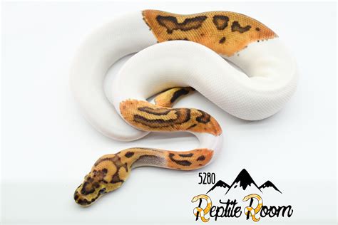 Clown Pied Ball Python By 5280 Reptile Room Morphmarket