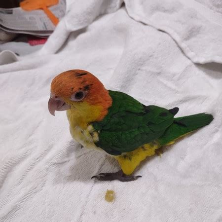 White Bellied Caique For Sale In Galveston Tx