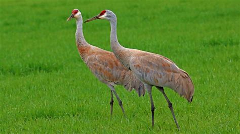 Sand Hill Cranes – Dannys Wildlife