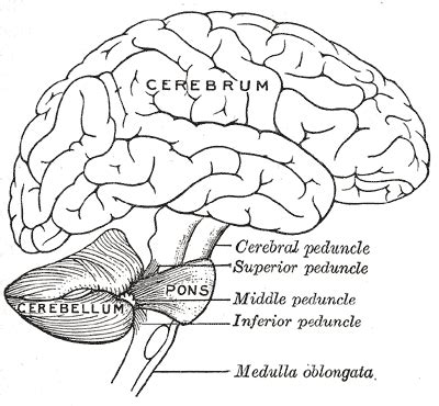 Difference Between Cerebrum and Cerebellum | Compare the Difference ...