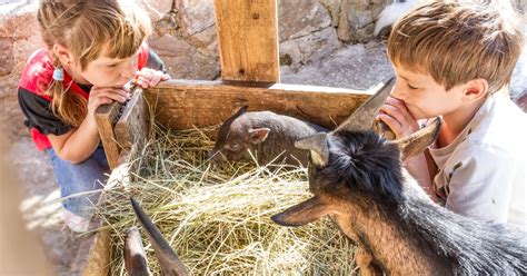 La ferme aux Paons Ferme Pédagogique ferme okgo net