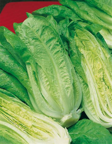 Mr. Fothergill's Seeds Lettuce Romaine Seeds | The Home Depot Canada