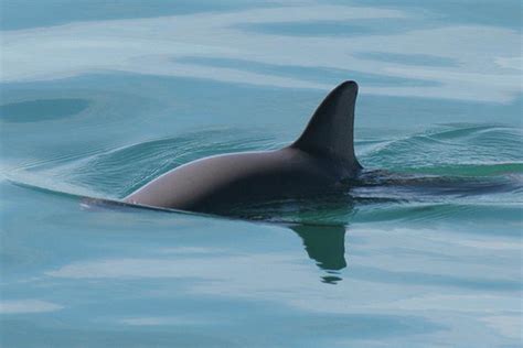 Vaquita Noaa Fisheries