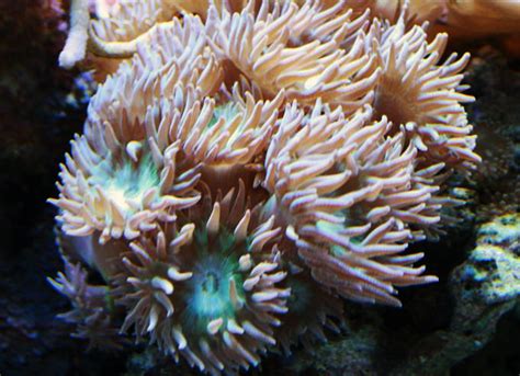 10 Best Beginner Corals You Don’t Have To Be Rich To Stock A Reef Tank Bulk Reef Supply