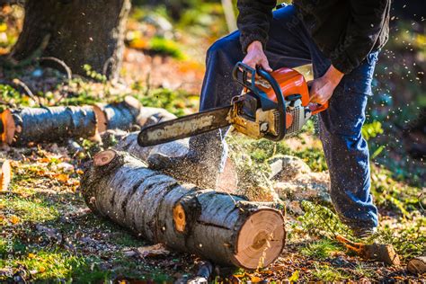 bûcheron entrain de couper un arbre avec une tronçonneuse Stock Foto