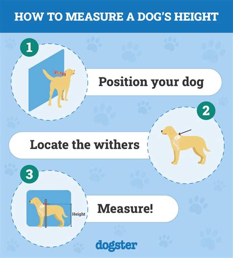 How Big Are Cane Corsos With Size And Growth Chart Dogster